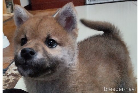 成約済の秋田県の柴犬-285576の4枚目